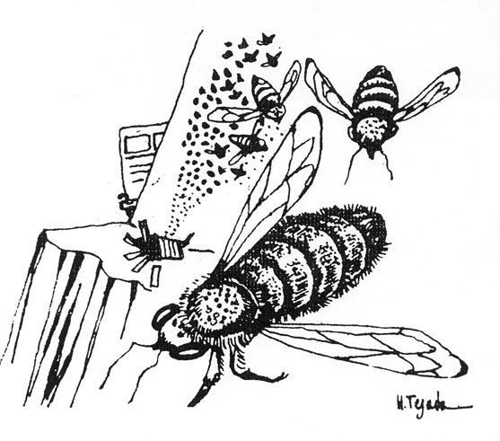 Javier Tafur González